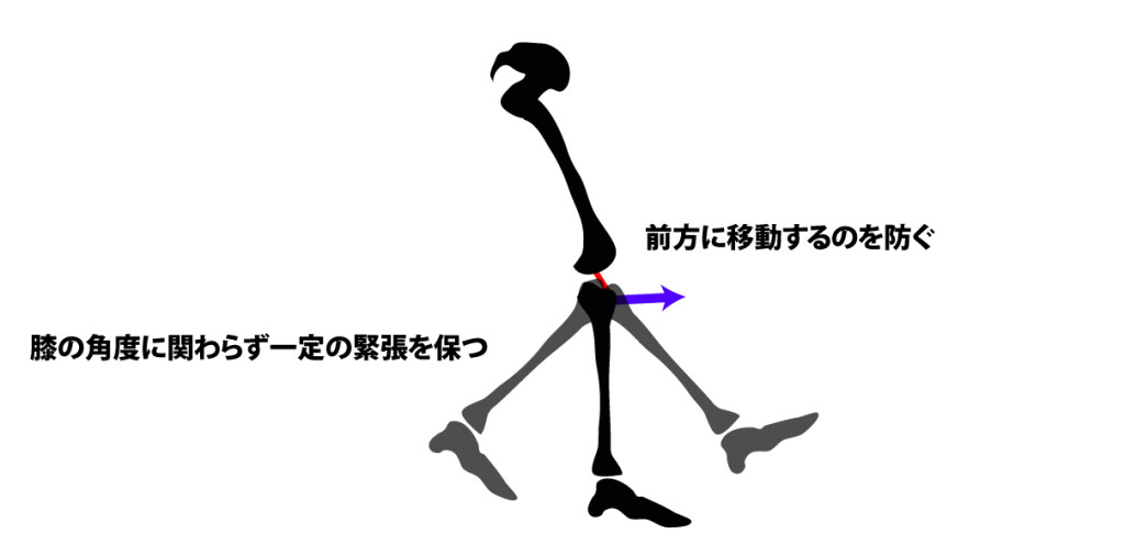 前十字靭帯の役割