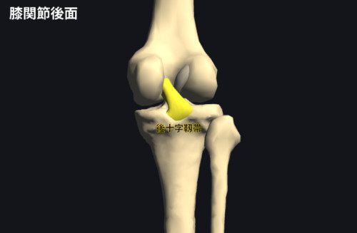 後十字靭帯(PCL)損傷 リハビリ|解剖と線維束
