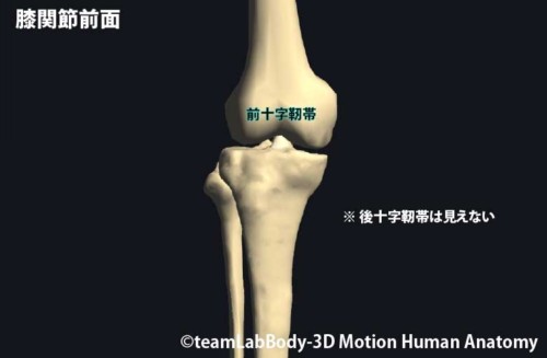 後十字靭帯 リハビリ|PCLの位置と走行