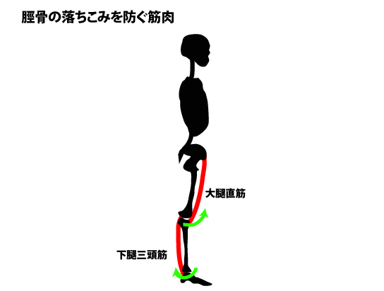 後十字靭帯 リハビリ|脛骨後方偏位を抑える大腿四頭筋