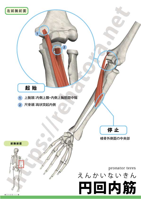 円回内筋の起始・停止:上腕頭(内側上顆)+尺骨頭(鈎状突起)→橈骨外側面中央