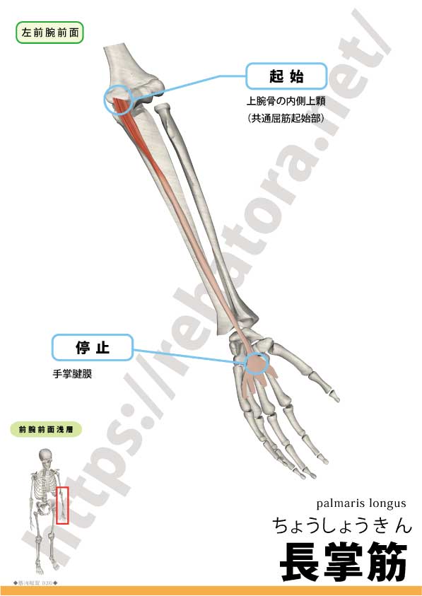 長掌筋の起始停止