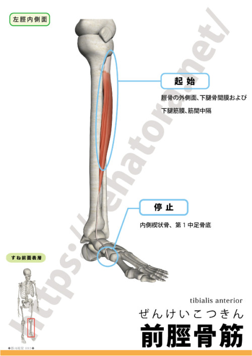前脛骨筋 Tibialis Anterior Rehatora Net