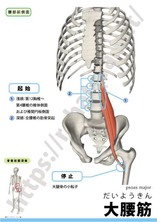 大腰筋の起始（T12〜L4椎体側面/椎間円板、肋骨突起）と停止（小転子）