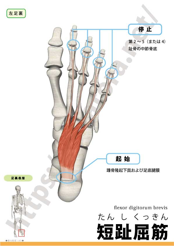 短趾屈筋の起始停止