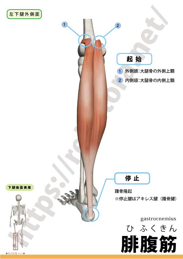 腓腹筋の起始停止