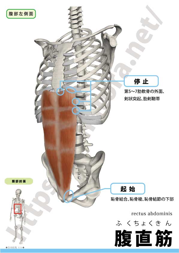 腹直筋の起始(恥骨)と停止(第5–7肋軟骨・剣状突起)および腱画・白線の位置