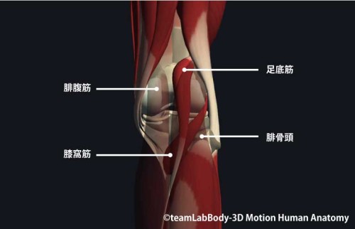 膝窩筋の触診方法