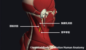 頚板状筋