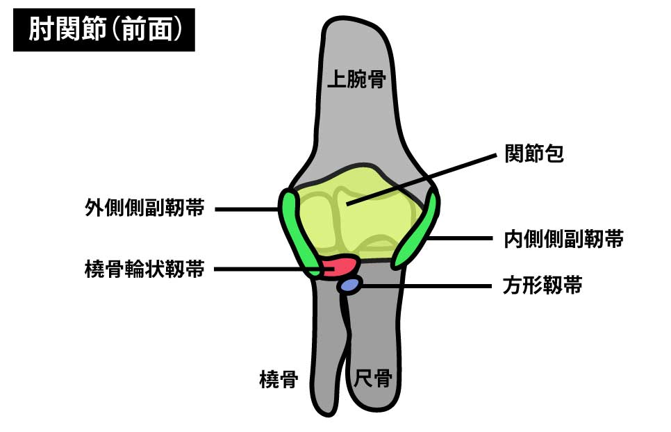 肘関節の構造と関節可動域の測定方法 Rehatora Net