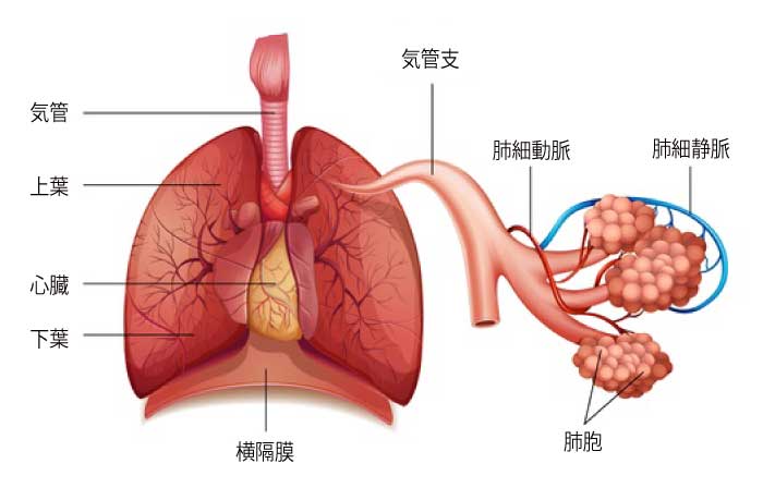 肺 呼吸 の機能や構造についてわかりやすく解説
