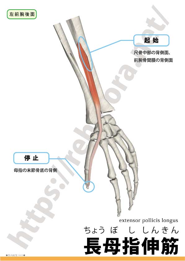 長母指伸筋 Extensor Pollicis Longus Rehatora Net