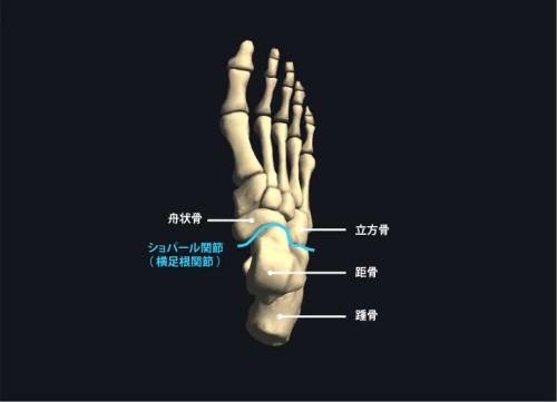 ショパール関節（横足根関節）
