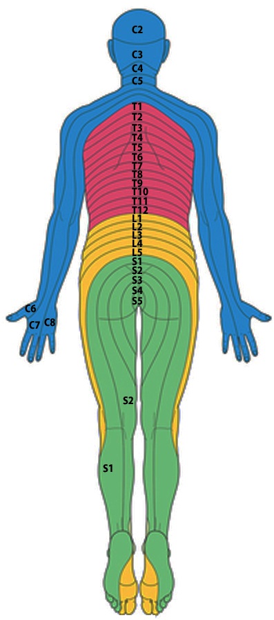 デルマトーム｜裏面