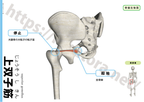 上双子筋の起始停止