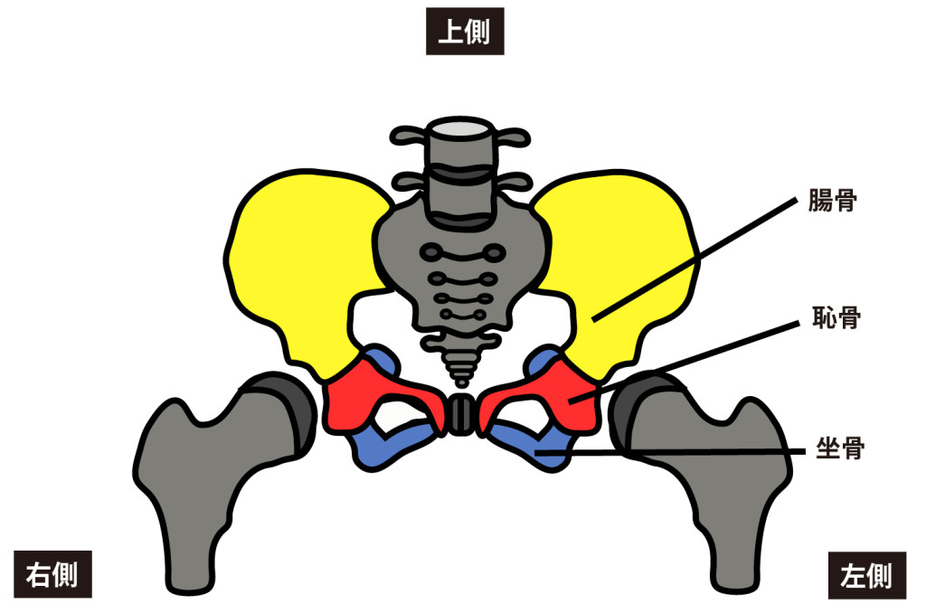 寛骨を構成する骨