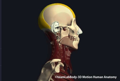 後頭前頭筋｜前頭筋