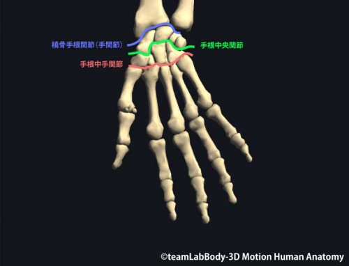 手根骨が構成する関節