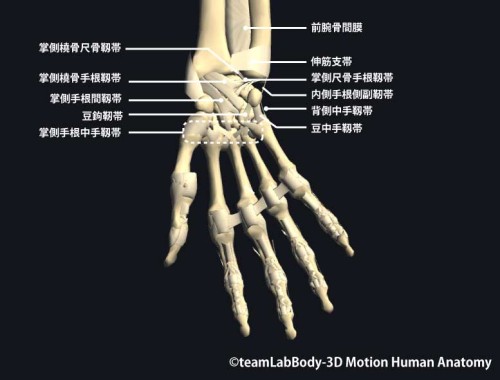 手関節部の靱帯｜掌側面