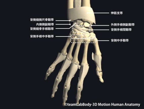 手関節部の靱帯｜背側面
