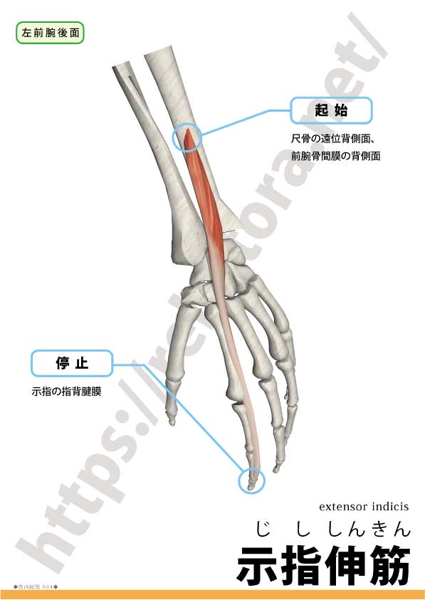 示指伸筋の起始停止