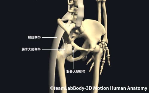 股関節の靭帯｜前面