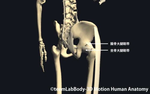 股関節の靭帯｜後面