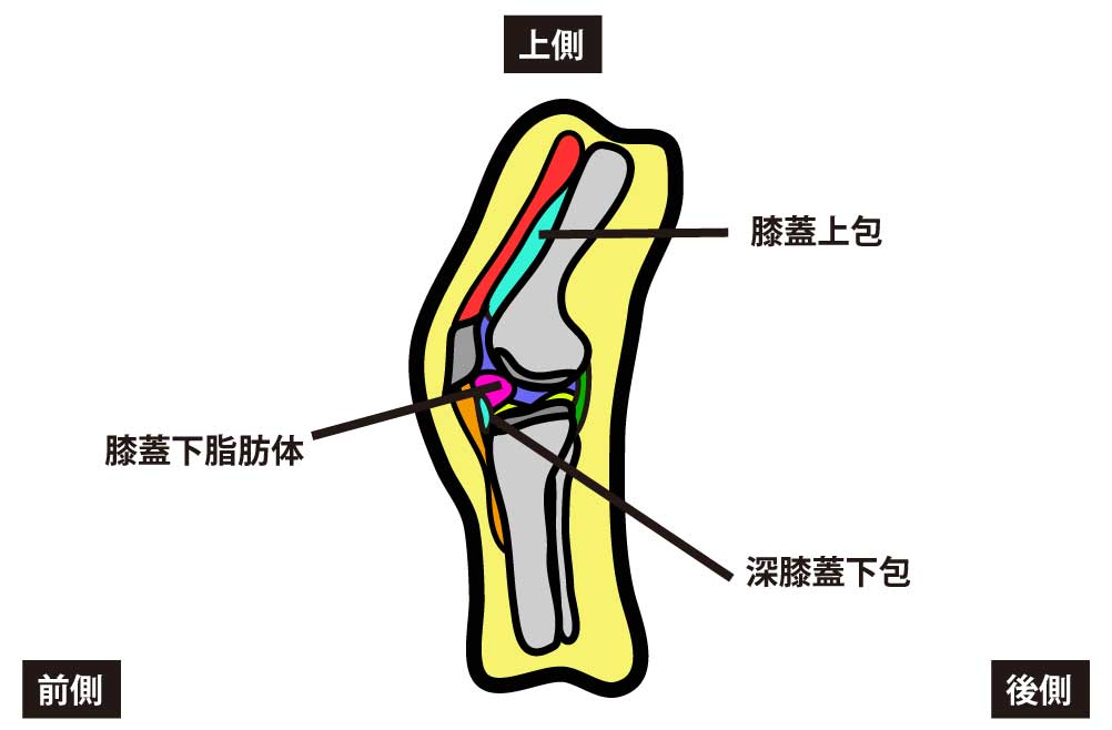 膝関節に関節可動域制限が起こる原因はなにか - rehatora.net