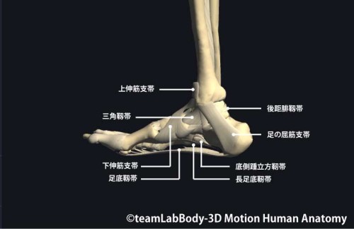足関節の靱帯内側面