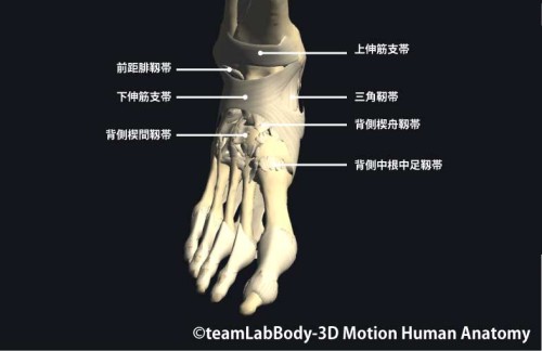 足関節の靱帯前面
