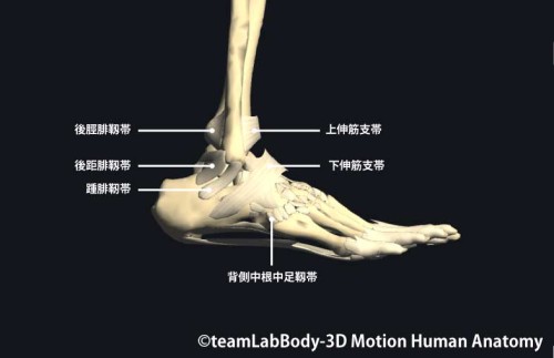 足関節の靱帯外側面