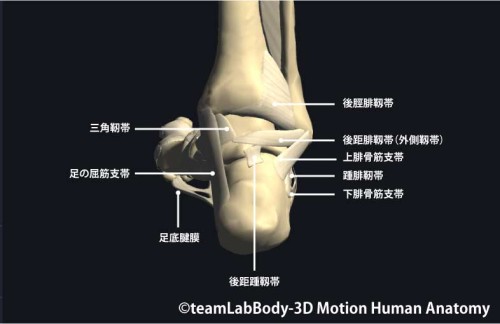 足関節の靱帯後面