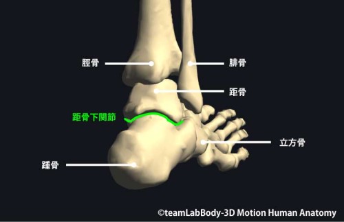 距骨下関節