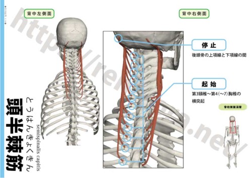 頭半棘筋の起始停止