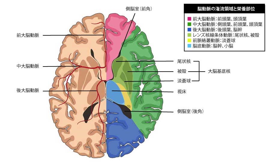 脳の構造と部位別の機能についてわかりやすく解説