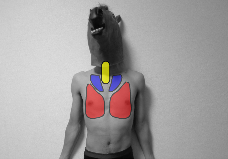 呼吸音の分類と方法