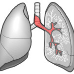喘息の聴診部位
