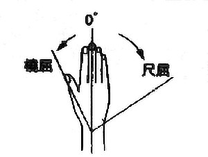 手関節尺屈・撓屈の関節可動域（正常値）