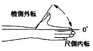 母指尺側内転・撓側外転の関節可動域（正常値）