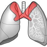 気管支肺胞音と聴取部位