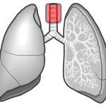 気管支音と聴取部位