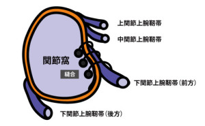 肩関節窩｜Bankart修復術