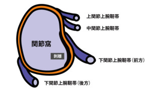 肩関節窩｜Bankart損傷