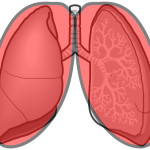 低音性連続性ラ音（類鼾音）の聴診部位