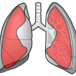 肺胞呼吸音と聴取部位