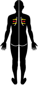 テーピング治療｜筋肉と皮膚の動きは違う