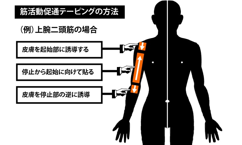 筋活動促通テーピングの方法｜上腕二頭筋