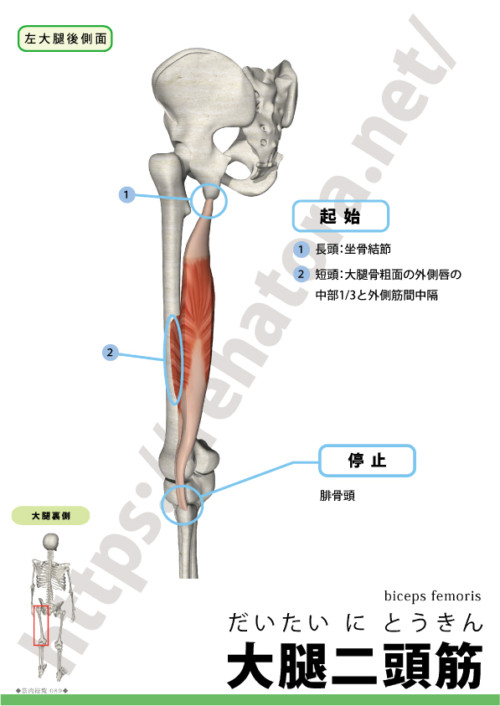 大腿二頭筋 Biceps Femoris Rehatora Net