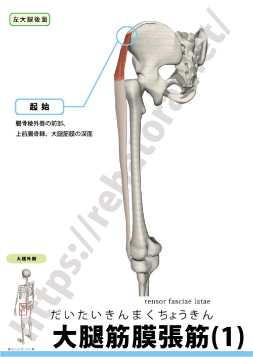 大腿筋膜張筋 Tensor Fasciae Latae Rehatora Net