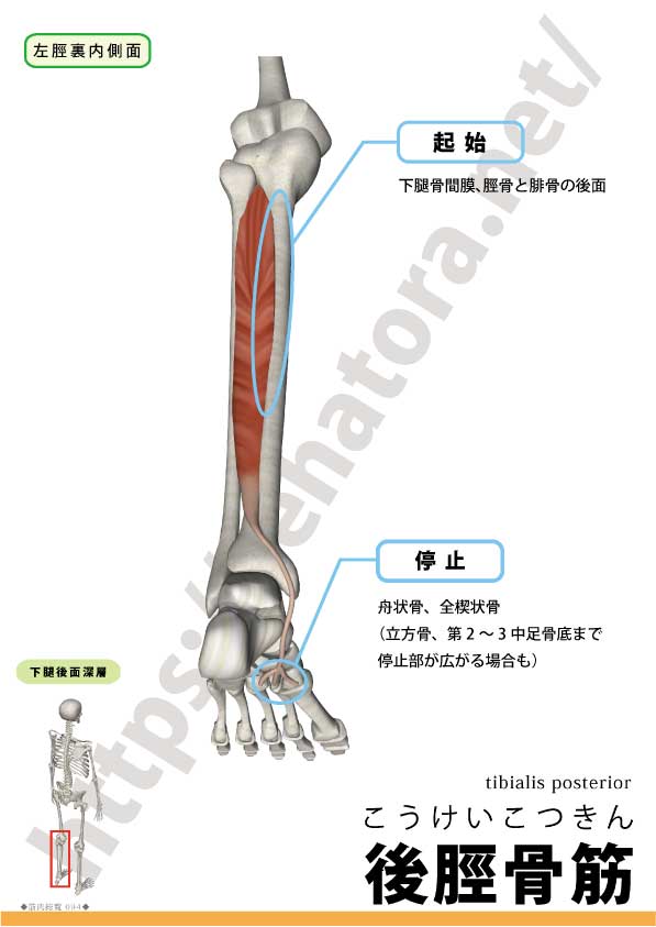 後脛骨筋 Tibialis Posterior Rehatora Net